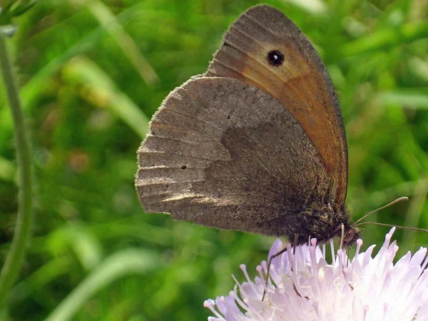 草甸棕蝶 Maniola Jurtina 在田间 Scabious Knautia 上觅食 显示有绿叶背景的翅膀的底部 — 图库照片