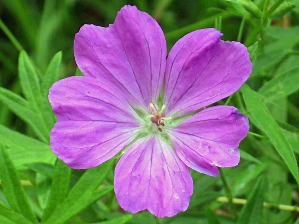 Primer Plano Una Flor Cransebill Pradera Púrpura Geranium Pratense Con — Foto de Stock