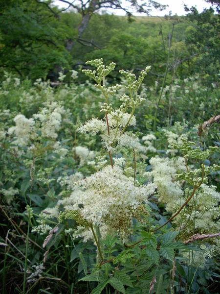 Erkeç sakalı (Filipendula ulmaria) çiçekler ağaçlar ve diğer erkeç sakalı çiçek ve bitkilerin bir arka plan bir bataklık.