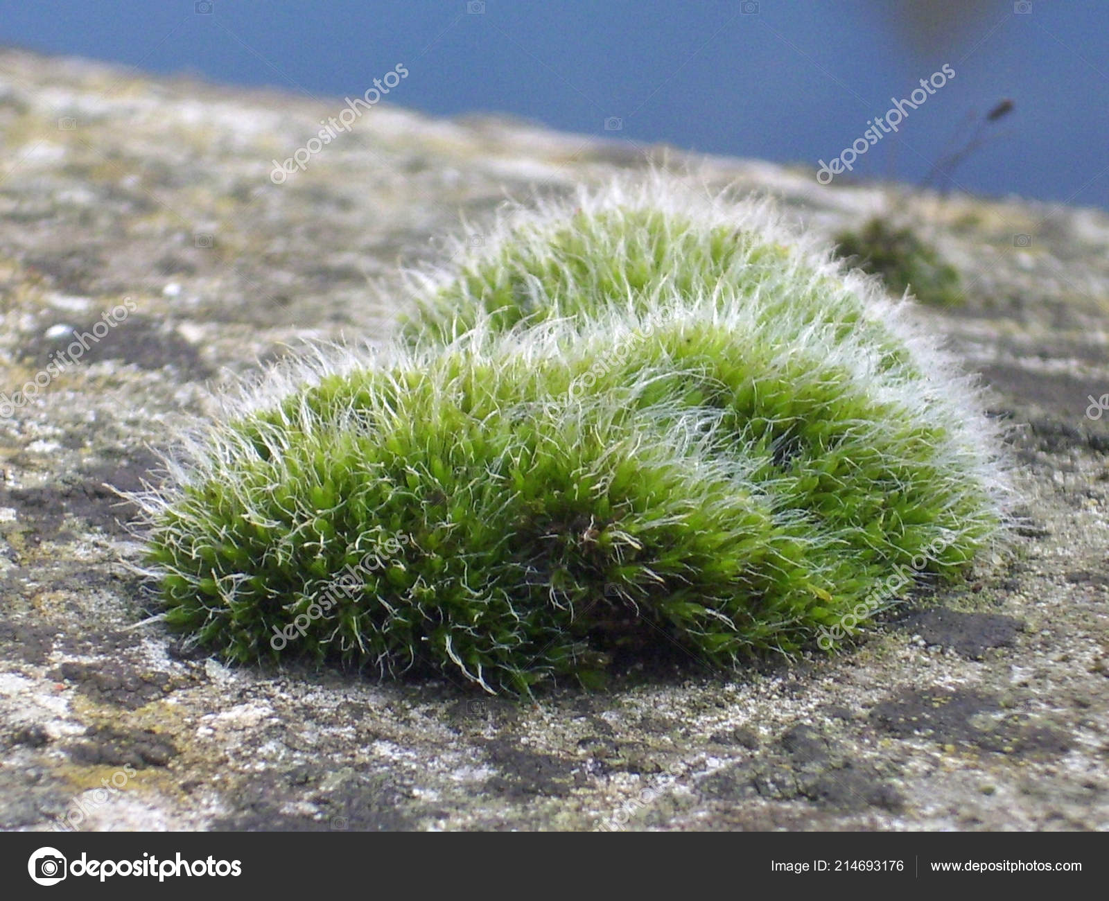 Cushion Moss Top Stone Wall Lichens Background Water Stock Photo by  ©Johnatapw 214693176