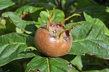 Olağandışı yenilebilir muşmulası (Mespilus germanica) meyve ile görünümü Kapat bitki arka plan olarak bırakır..