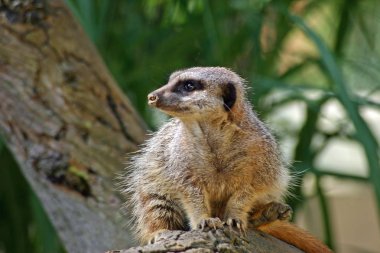 Meerkat oturum yüz profil değil sol tarafına arıyorum. Arka plan ağaç gövdesi ve yaprakları.