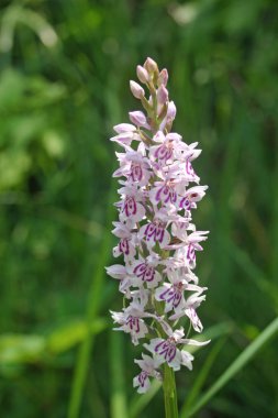 Ortak benekli orkide (Dactylorhiza fuchsii) arka plan bulanık yeşil bitki örtüsü ile yakından.
