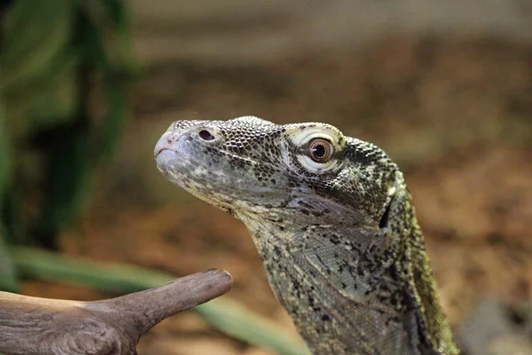 Tête Cou Lézard Moniteur Nil Varanus Niloticus Avec Fond Flou — Photo