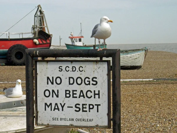 Aucun Chien Sur Panneau Plage Aldeburgh Dans Suffolk Royaume Uni — Photo