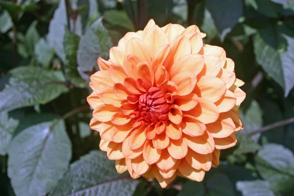 Оранжевый Цветок Далии Темными Листьями Далии Заднем Плане — стоковое фото