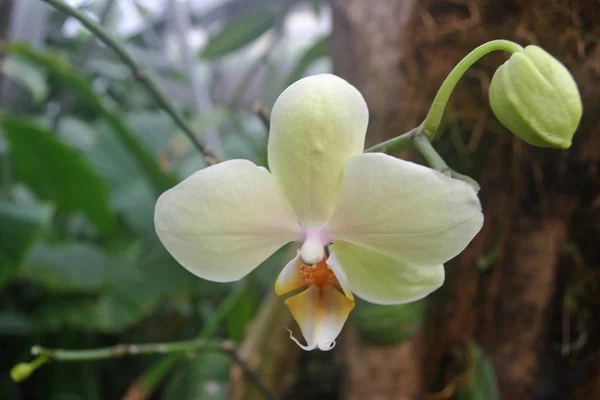 Flor Única Orquídea Blanca Con Marcas Color Verde Pálido Rosa —  Fotos de Stock