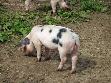 Arka planda başka bir domuzla kuru çamurlu alana köklenme çamurlu ücretsiz aralığı Gloucester eski spot domuz.
