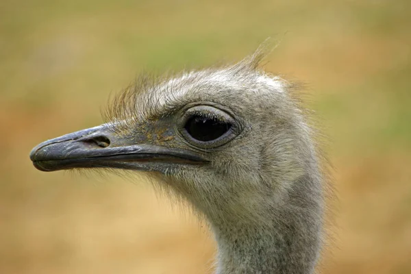 Burung Unta Struthio Camelus Kepala Dan Leher Dengan Latar Belakang — Stok Foto