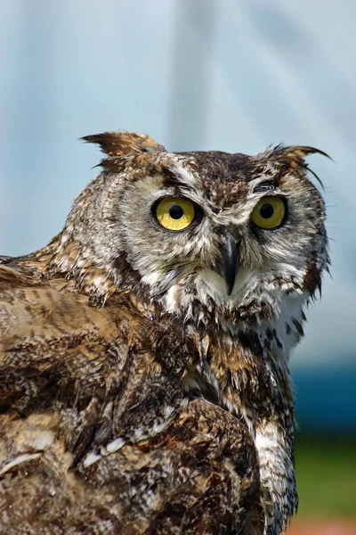 Hibou Avec Des Touffes Oreilles Distinctives Des Yeux Jaunes Dirait — Photo