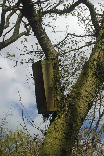 Baykuş Nest Kutu Meşe Ağacı Dalı Tel Ile Bağlı Alaca — Stok fotoğraf