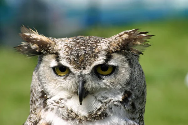 Hibou Avec Des Touffes Oreilles Distinctives Des Yeux Jaunes Dirait — Photo