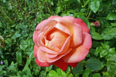 Pembe standart çiçek orange ile kızarmış yükseldi. Arka plan gül ve diğer yaprak.