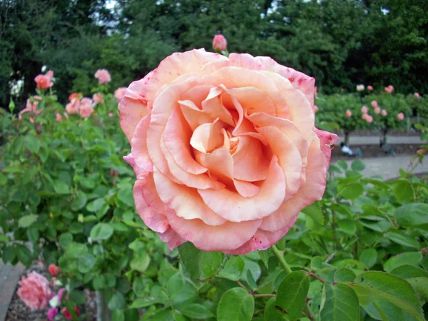 Einzelne Rosafarbene Standard Rosenblüte Mit Anderen Rosafarbenen Rosenblüten Dahinter Mit — Stockfoto