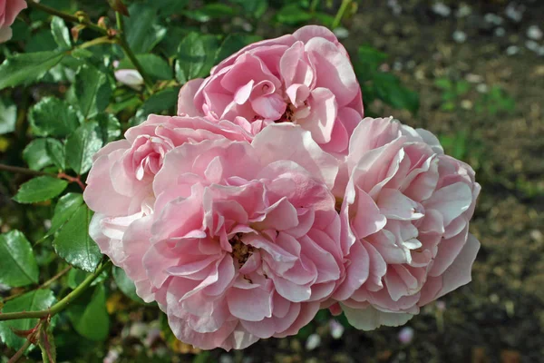 光沢のある緑の葉をバラの背景にピンクのバラの花のクラスター — ストック写真
