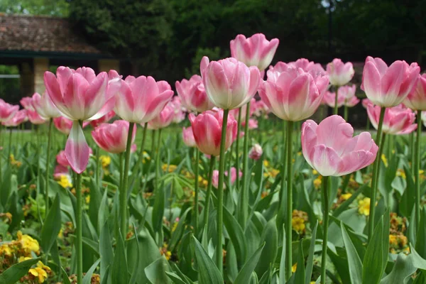 Pink Tulips Park Flower Bed Yellow Wallflowers Planted Background Lawns — Stock Photo, Image