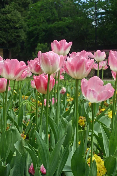 Pink Tulips Park Flower Bed Yellow Wallflowers Planted Background Lawns — Stock Photo, Image