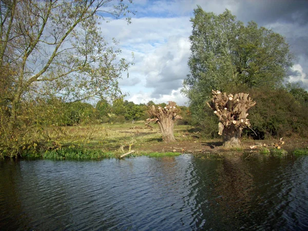 Vor Kurzem Kopfweiden Entlang Eines Flusses Mit Bäumen Und Wiesen — Stockfoto