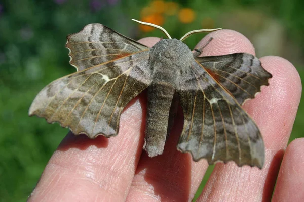 Poplar Hawk Moth Laothoe Populi Uma Mão Para Mostrar Tamanho — Fotografia de Stock