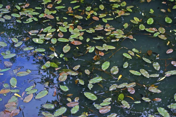 Broad Leaved Pondweed Potamogeton Natans Floating Leaves Pond Surface Reflections — Stock Photo, Image