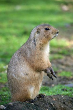 Çayır köpeği (Cynomys ludivicianus) siyah-kuyruk dik profil kafamda küçük bir höyük üzerinde oturan. Arka plan olarak çimen.