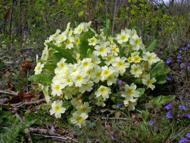 Tek çiçekli çuha çiçeği (Primula vulgaris) bitki bahar ormanlık bir arka plan bitki içinde.