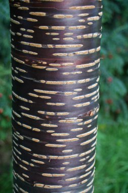 Çalılar ile Himalaya kiraz (Prunus rufa) ağaç arka plan olarak çekici kırmızı kabuğu.