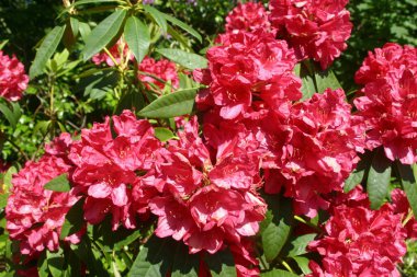 Bloom ile aynı bitkinin yaprakları arka plan tam olarak derin pembe, neredeyse kırmızı çiçekli ormangülü bush.