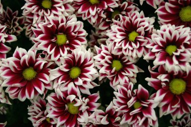 Kırmızı ve beyaz çiçekler bir kolaj formları sarı merkezleri ile kenarlı. Arka plan olarak kullanılabilir.