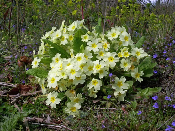 Single Flowering Primrose Primula Vulgaris Plant Spring Woodland Background Vegetation — Stock Photo, Image