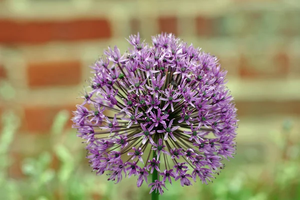 Fiore Allium Viola Sfondo Muro Mattoni Sfocati — Foto Stock