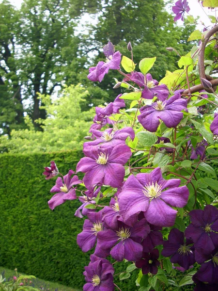 Purple Clematis Flowers Fully Open Background Clematis Leaves Formally Cut — Stock Photo, Image