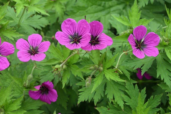 Lila Midsommarblomster Blommor Rad Med Mörka Centra Bakgrund Blad Från — Stockfoto