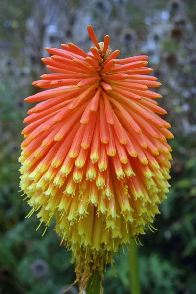Orange Yellow Coloured Red Hot Poker Kniphofia Flower Blurred Green — Stock Photo, Image