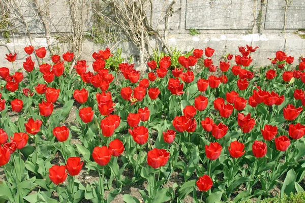 Bright Red Tulip Flowers Flower Bed Stone Wall Background — Stock Photo, Image