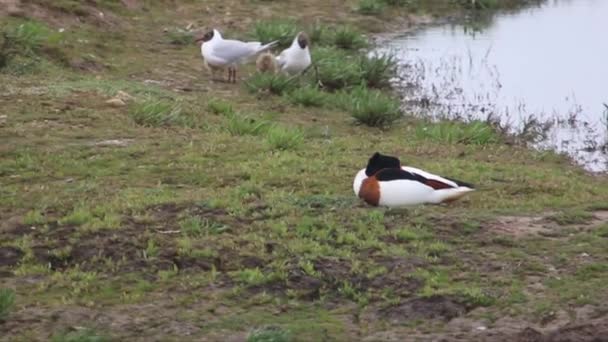 Két Felnőtt Alárió Sirályok Chroicocephalus Ridibundus Két Csajok Ásólúd Tadorna — Stock videók