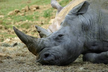 Beyaz rhino (Ceratotherium simum) güneşli bir çim bir arka plan ile veriyorsun. Baş ve boyun görünümünü. Başka bir hayvan sadece arkasında görünür.