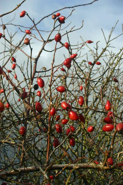 Hanches Roses Rosa Canina Hiver Poussant Dans Une Haie Sans — Photo