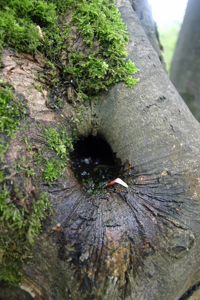 Buraco Podridão Árvore Cercado Por Musgo Água Presente Buraco Podridão — Fotografia de Stock