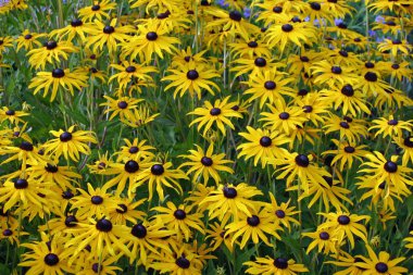Sarı Rudbeckia çiçek siyah merkezleri ile bir çiçek yatağı. Arka planını aynı bitkilerin yaprakları.