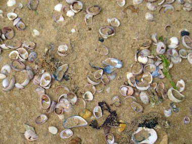 Sahilde deniz kabuklarını. Birlikte gelgit tarafından yıkanmış. Bir sürü türler. Arka plan olarak kum.