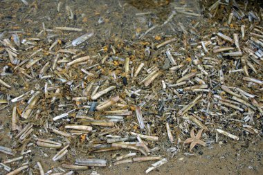Ölü deniz kabuklarını ve diğer deniz yaşamı kumlu bir plaj üzerinde bir kar fırtınası sonra karaya vurmuş. Çoğunlukla razorshells.