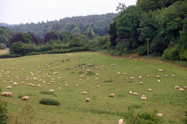 Koyun ve woods ve ötesinde diğer alanları görünüme otlatma ile alan. Arka plan olarak gri gökyüzü.