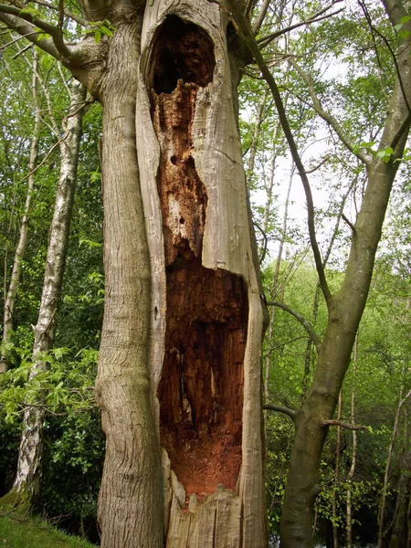 Tronc Arbre Pourrissant Dans Une Forêt Avec Ciel Arbres Feuilles — Photo