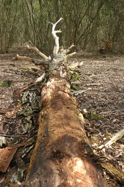 Fallen Tlející Kmen Stromu Rozpadající Lesní Patra Polámané Větve Kůru — Stock fotografie