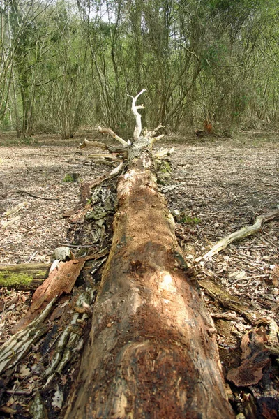 Tronco Árvore Apodrecido Decaindo Chão Floresta Com Galhos Quebrados Latido — Fotografia de Stock