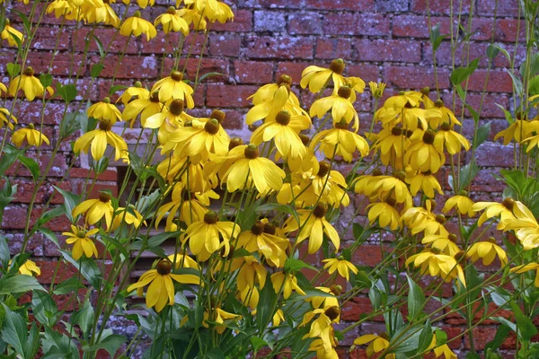 Yellow Rudbeckia Flowers Old Wall Background — Stock Photo, Image