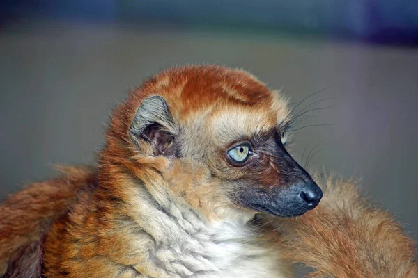 Blauäugiger Schwarzer Lemur Eulemur Flavifrons Auch Als Smaragdlemur Bekannt Kopf — Stockfoto