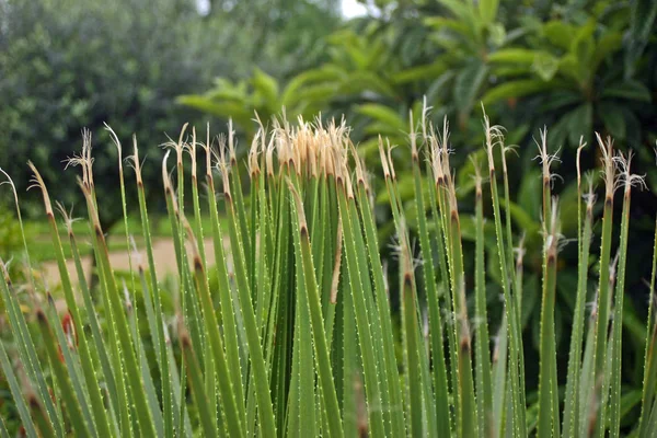 葉の端が葉の縁に沿って Sawteeth のような穂状花序を持つ背の高い観葉植物のファンが擦り切れています 庭の木々 と潅木の背景 — ストック写真