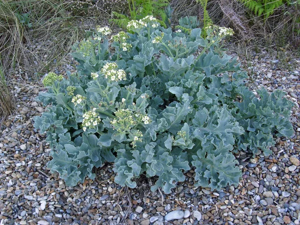 Couve Mar Crambe Maritima Floração Uma Praia Telha Com Fundo — Fotografia de Stock